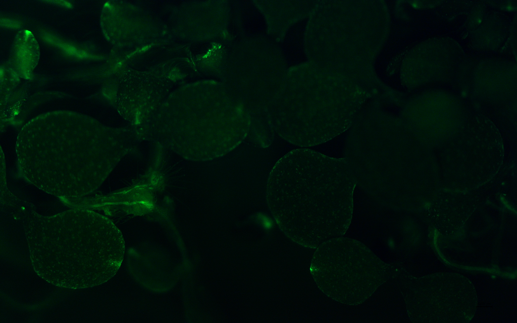 Green fluorescent protein (GFP) reporter to detect the presence of auxin in in Arabidopsis thaliana