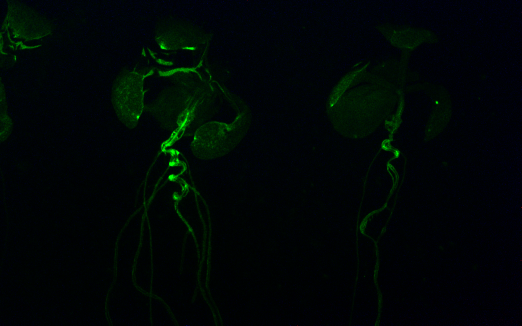 Green fluorescent protein (GFP) reporter to detect the presence of auxin in in Arabidopsis thaliana