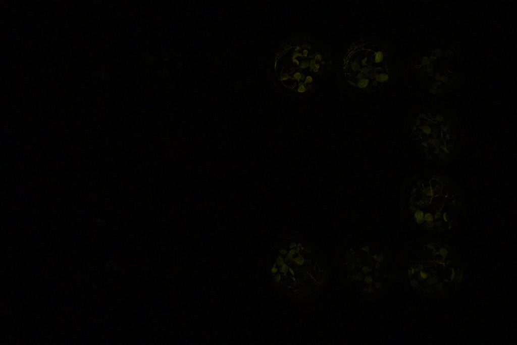 Luciferase reporter to detect the presence of abscisic acid (ABA) via bioluminescence in Arabidopsis thaliana