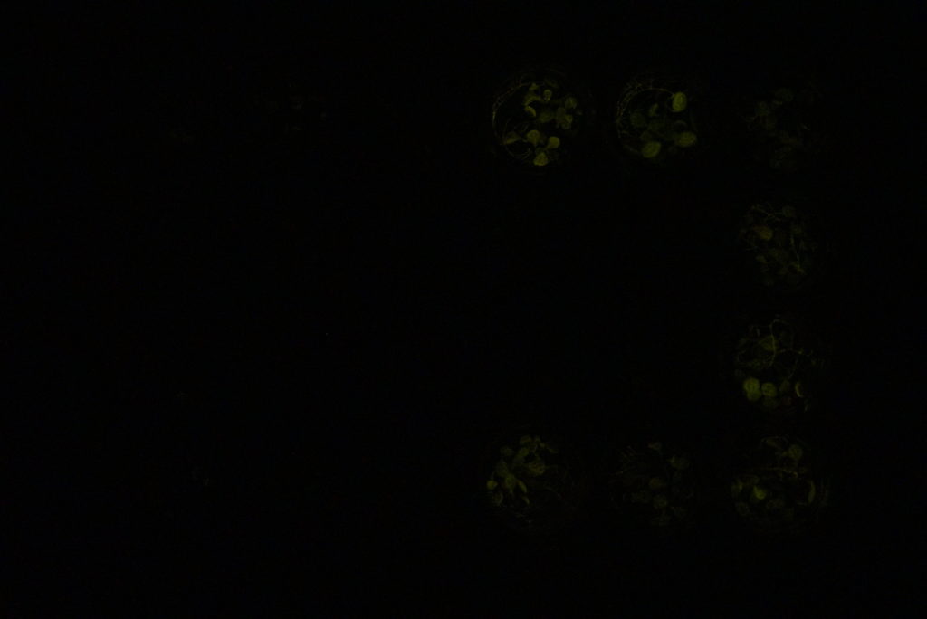 Luciferase reporter to detect the presence of abscisic acid (ABA) via bioluminescence in Arabidopsis thaliana