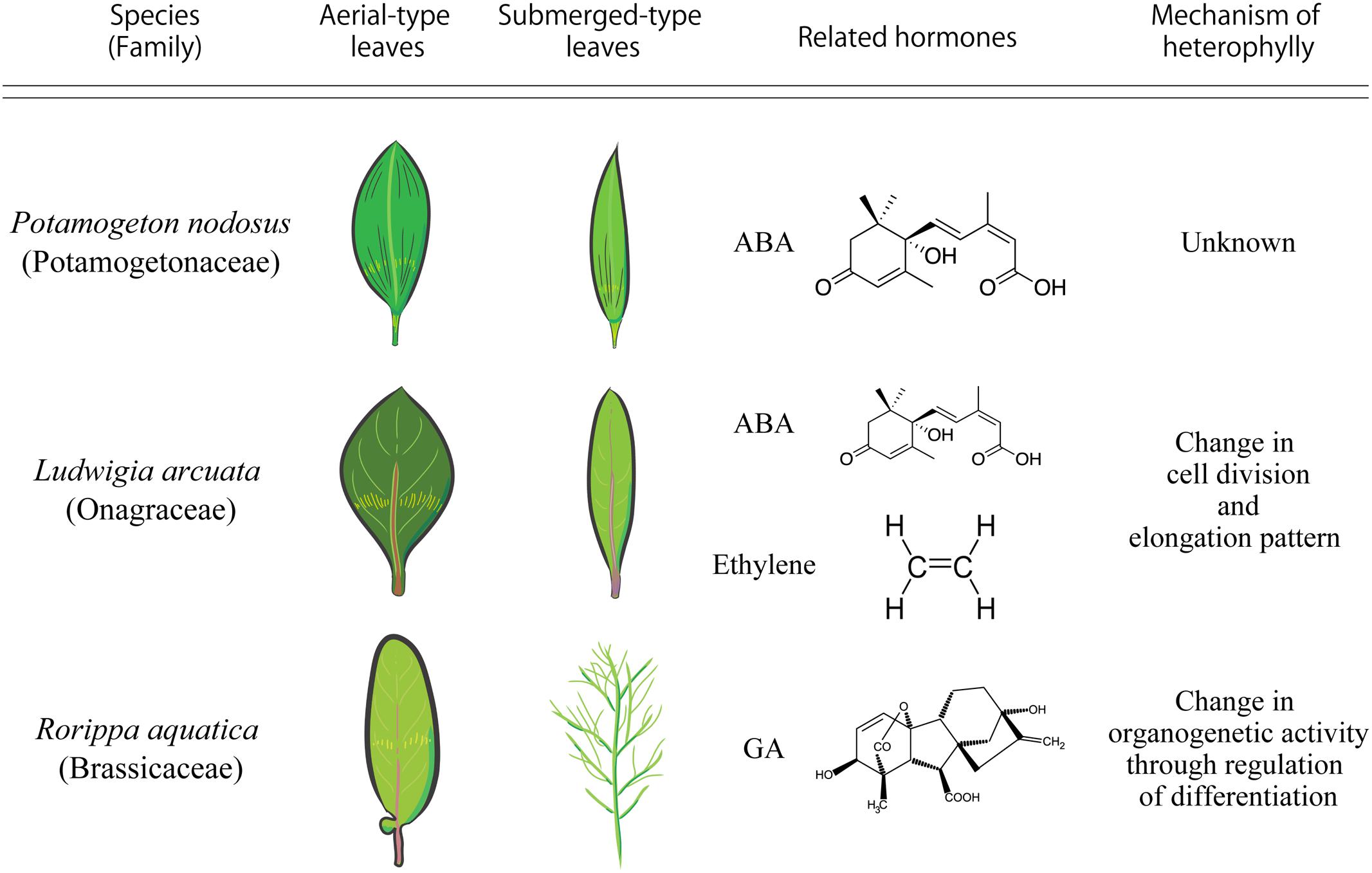 How Do Plants and Phytohormones Accomplish Heterophylly, Leaf Phenotypic  Plasticity, in Response to Environmental Cues? - AR(t)IBMCP